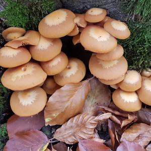 Changing Pholiota