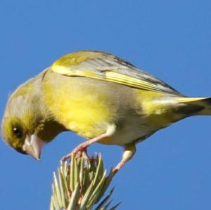 European Greenfinch