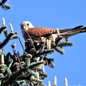 Common Kestrel