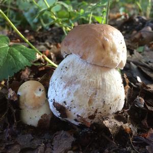 Summer Bolete