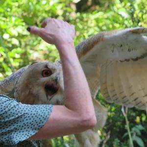 Eurasian Eagle-owl