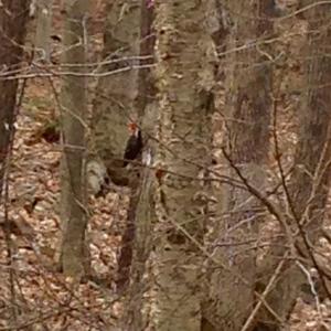 Pileated Woodpecker