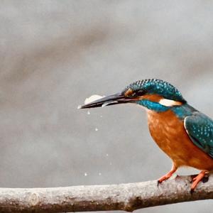 Common Kingfisher