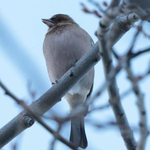 Eurasian Chaffinch