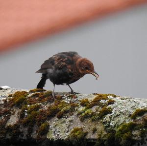 Eurasian Blackbird