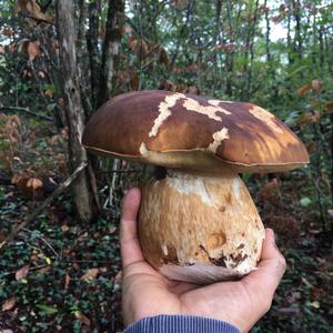 King Bolete