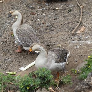 Greylag Goose