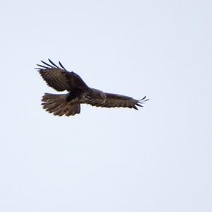 Common Buzzard