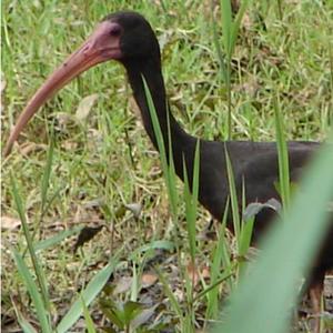 Bare-faced Ibis