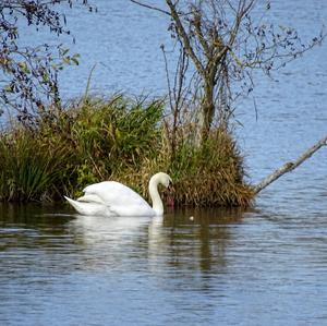 Höckerschwan