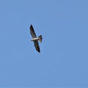 Mississippi Kite