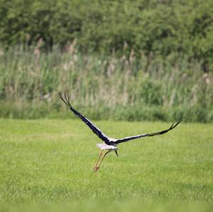 White Stork