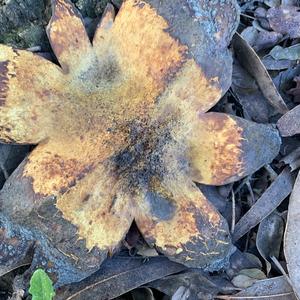 Collared Earthstar