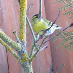 Eurasian Siskin