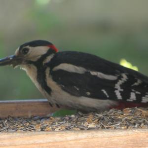 Great Spotted Woodpecker