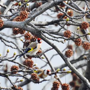 European Goldfinch