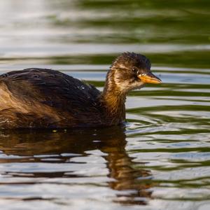 Little Grebe