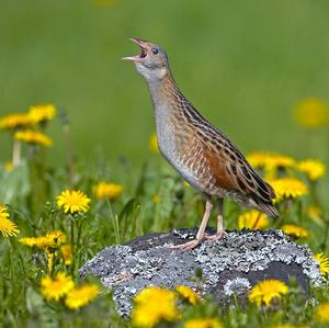 Corncrake