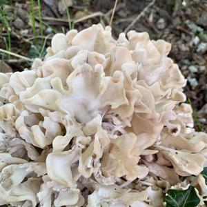 Eastern Cauliflower Mushroom