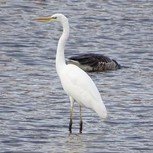 Great Egret