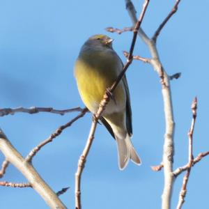 Alpine Citril Finch