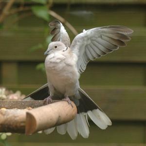 Eurasian Collared-dove