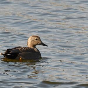 Gadwall