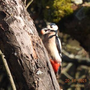 Eurasian Green Woodpecker