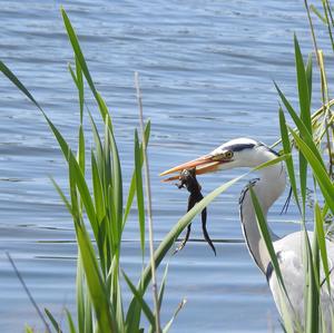 Grey Heron