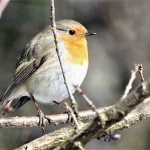 European Robin