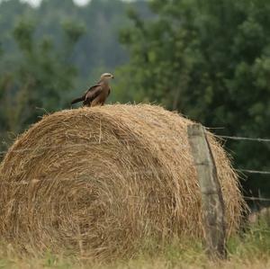 Red Kite