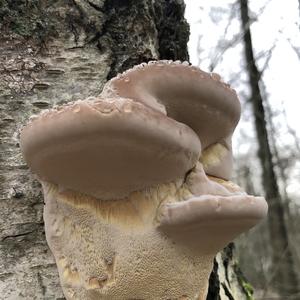 Resinous Polypore