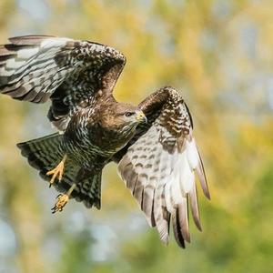 Common Buzzard