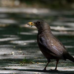 Eurasian Blackbird