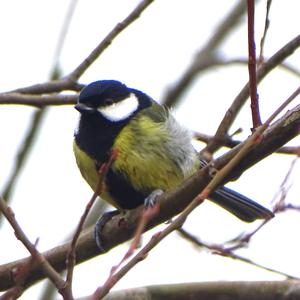 Great Tit