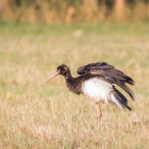 Black Stork