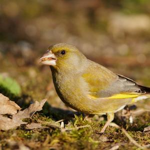 European Greenfinch