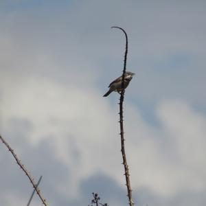 Common Whitethroat