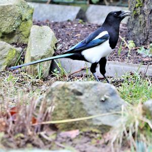 Black-billed Magpie