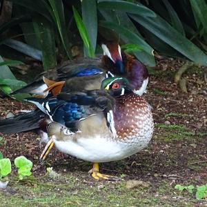 Wood Duck