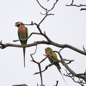 Red-breasted Parakeet