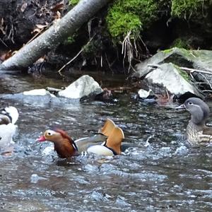 Mandarin Duck