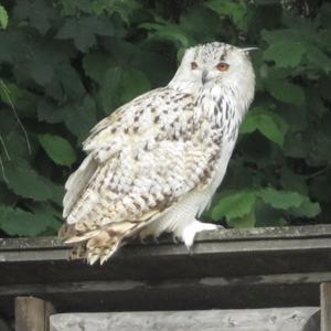 Eurasian Eagle-owl