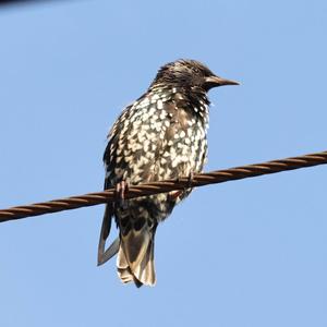 Common Starling