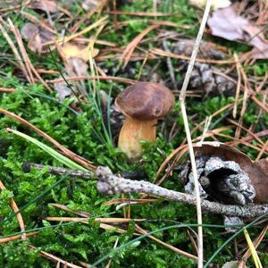 Bay Bolete