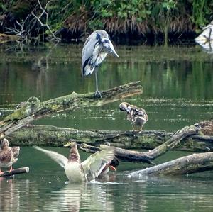 Grey Heron