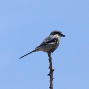 Great Grey Shrike