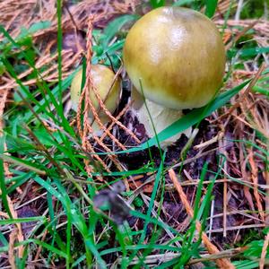 Grüner Knollenblätterpilz