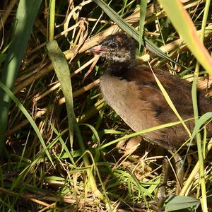 Common Moorhen