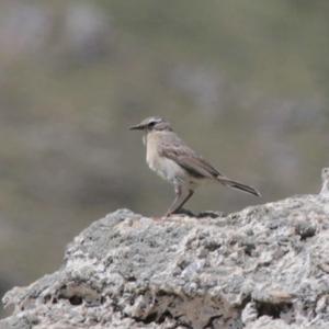 Northern Wheatear